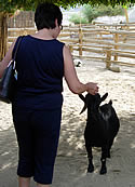 Petting a Black 
goat.