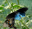 Blue Butterfly at the Living Desert.