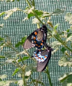 Butterflies Alive Exhibit.