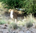 A Cheetah.