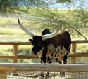 Bull with Large Horns.