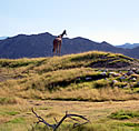 Giraffe at the Living Desert.