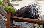 Porcupine at the Living Desert.