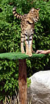 Serval at the Living Desert.