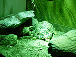Small Turtle in Small Animals Exhibit.