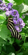 Zebra Heliconian Butterfly at the Living Desert.